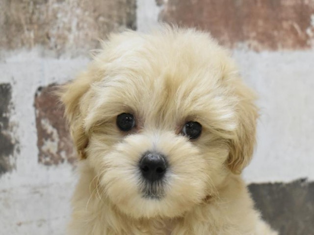 長野県のハーフ犬 (ペッツワン塩尻店/2024年2月28日生まれ/女の子/クリーム)の子犬